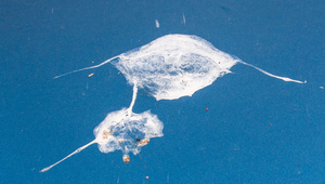 Gaulands Vogelschiss