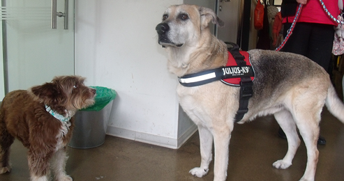 Schäferhund/Labrador-Mix