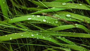 Können Pflanzen leiden