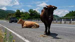 Tiere auf der Autobahn