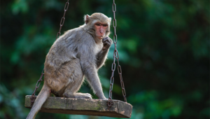 Affenschaukel