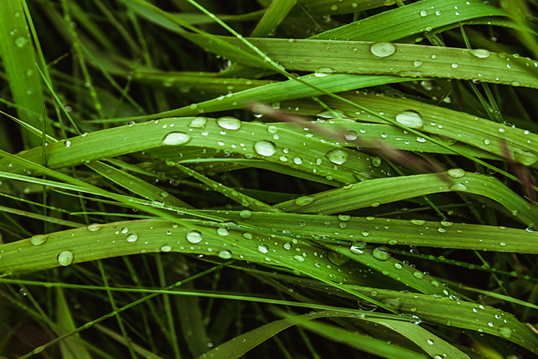 Können Pflanzen leiden