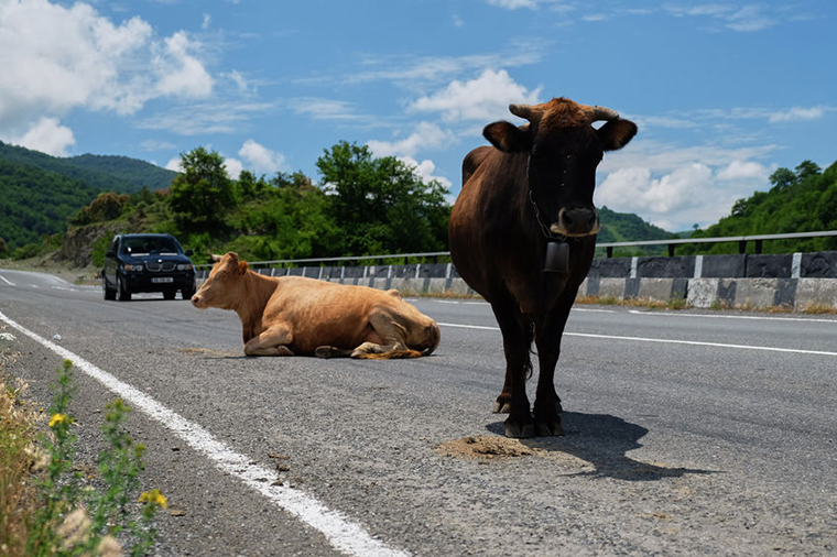 Tiere auf der Autobahn